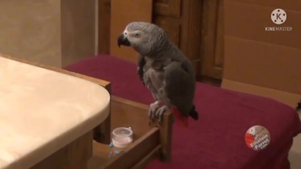 Einstein the talking parrot waves with excitement