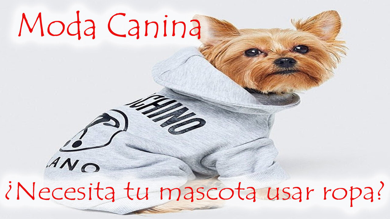 MODA CANINA 🐶👕👚. Lo que hay que tener en cuenta✍ a la hora de VESTIR👗 a tu Perro🐕‍🦺