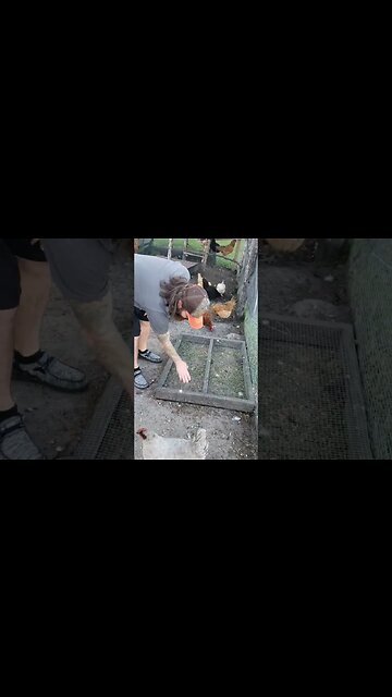 Fun Way To Feed The #chickens #homesteading #chickenlife