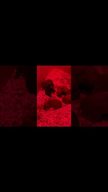 3 week old Cane Corso puppies