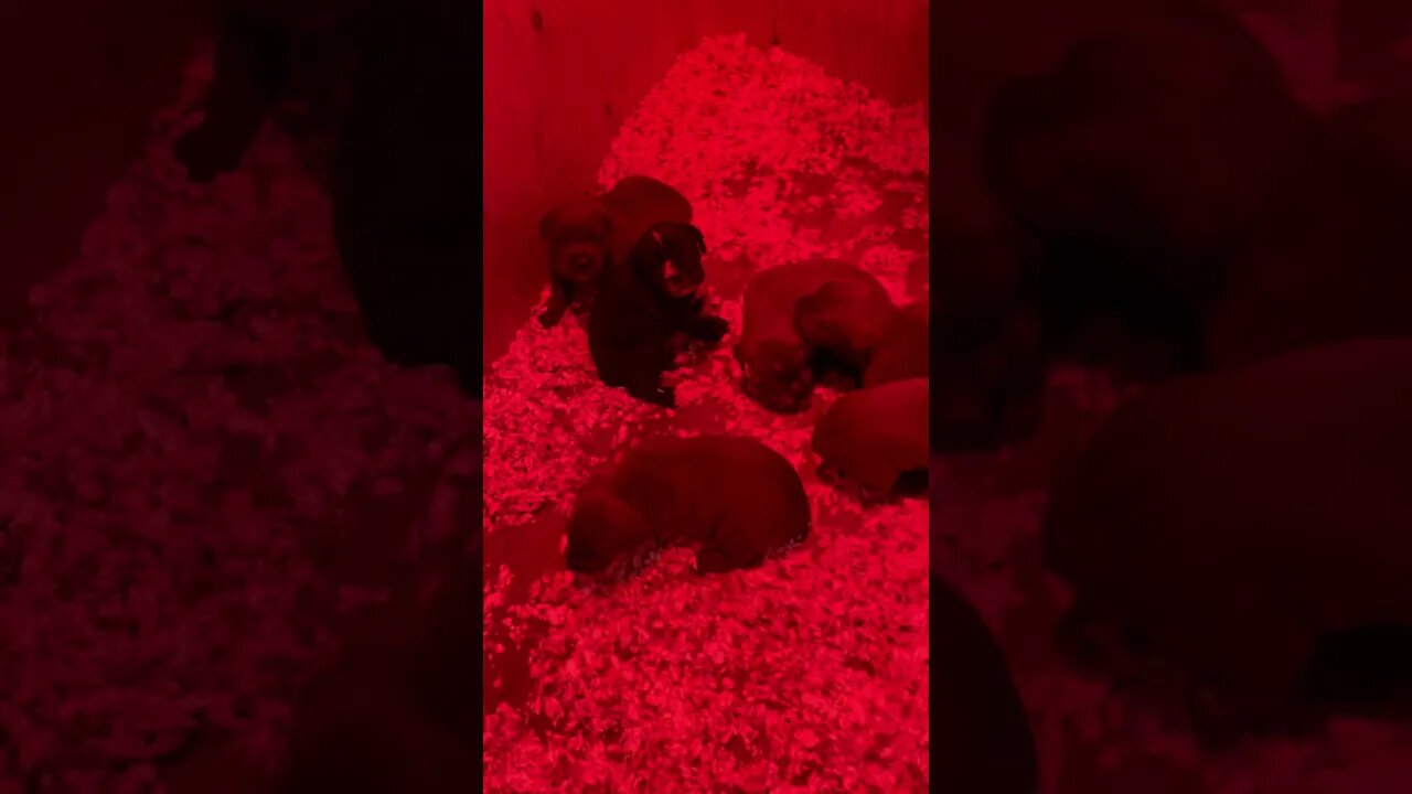 3 week old Cane Corso puppies