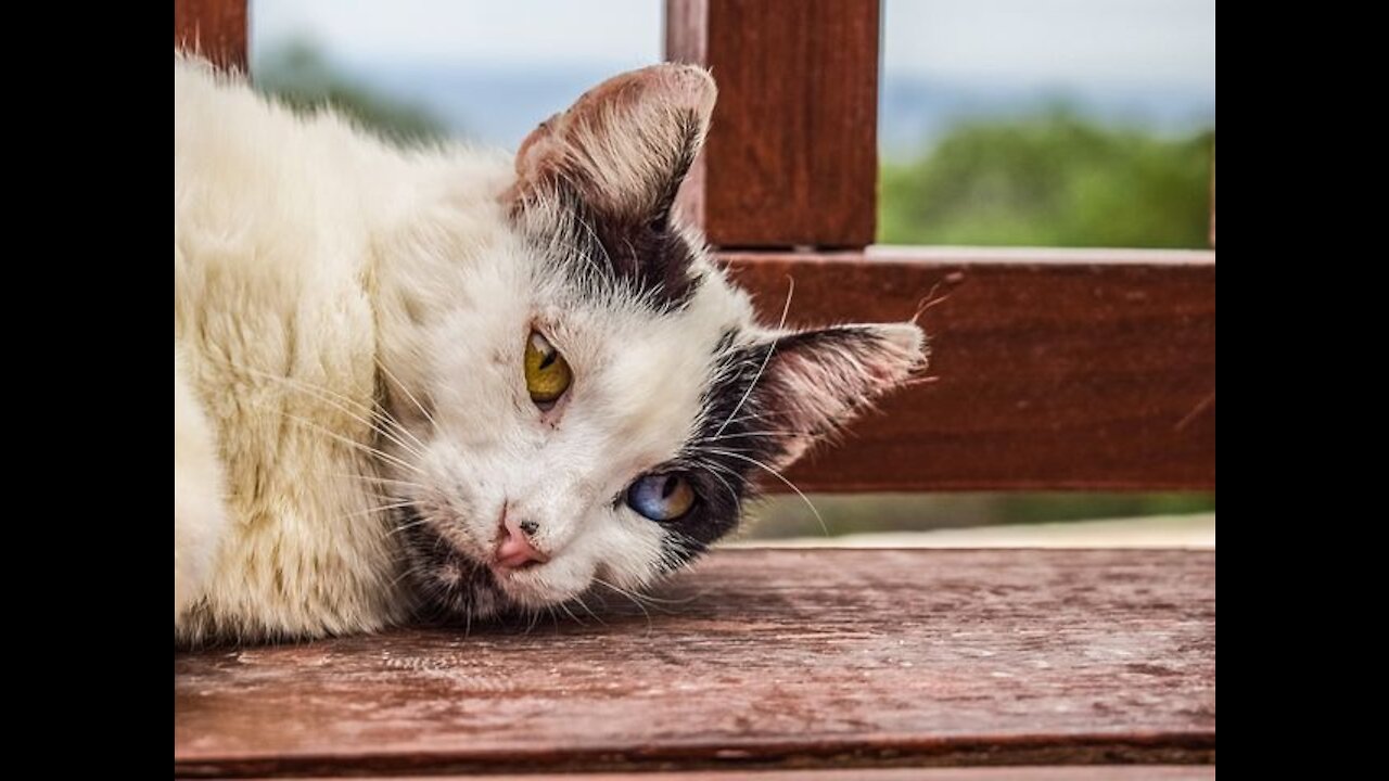 strange animals pictures