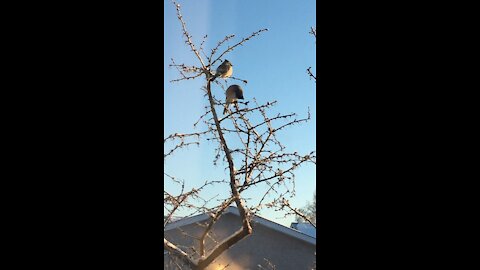 Two sweet Blue Jays