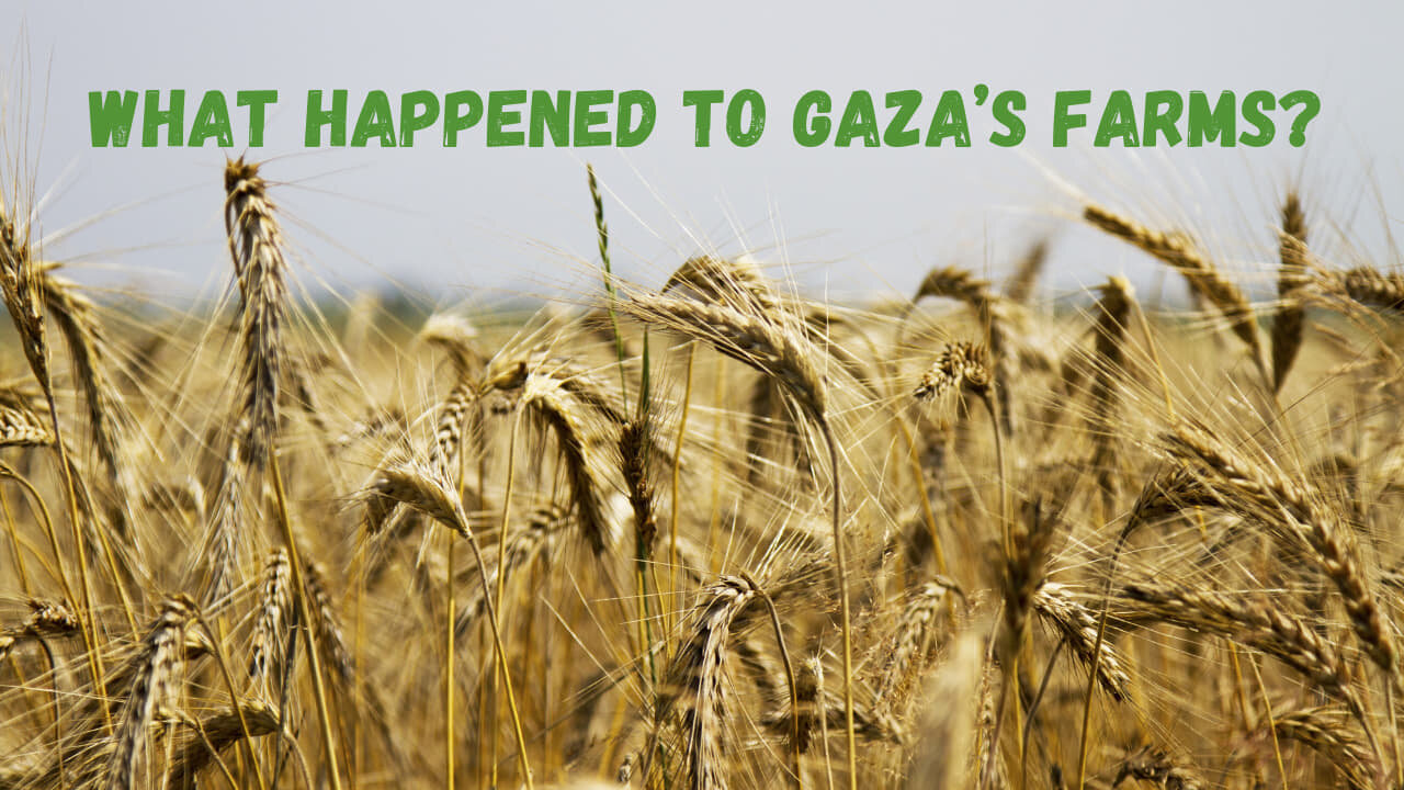 Gaza's Agricultural Crisis