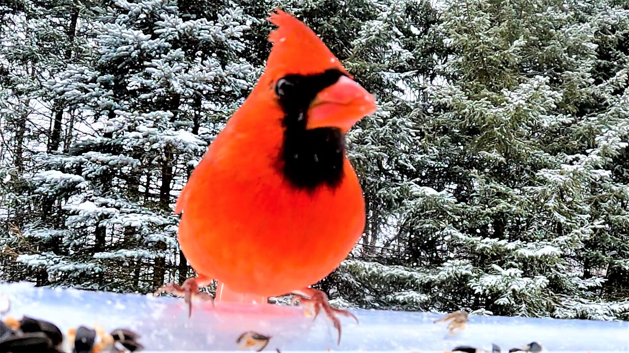 Cardinals in the gently falling snow are a breathtaking sight