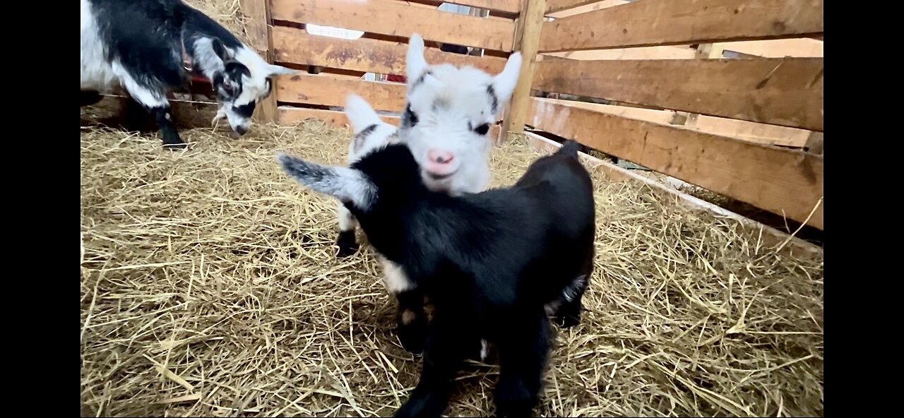 Just playing with baby goats | We might talk about other stuff too 😬