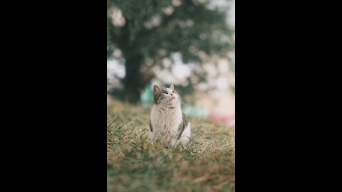 Cat trying to speak English language better than human being