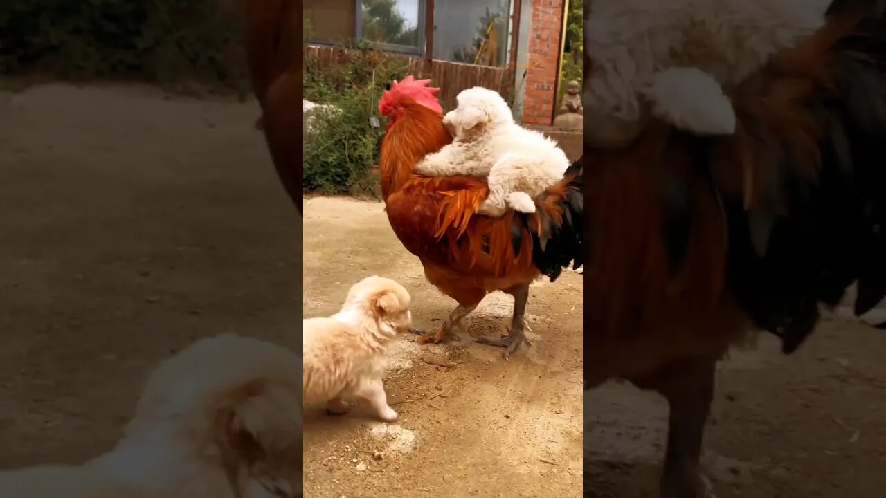 #funnymoments #cool #funny #comic #funnyanimals #humourous