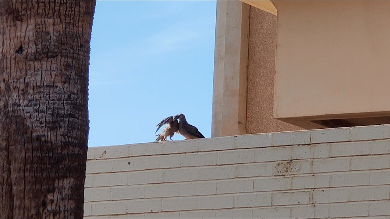 Love Birds Kissing To Ed Sheeran