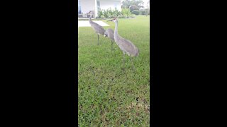 Sandhill Crane, Florida. Wait for the end lol