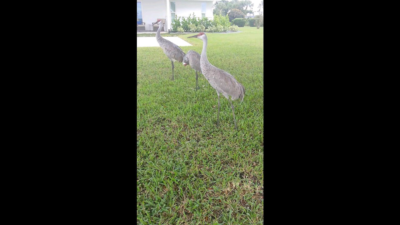 Sandhill Crane, Florida. Wait for the end lol