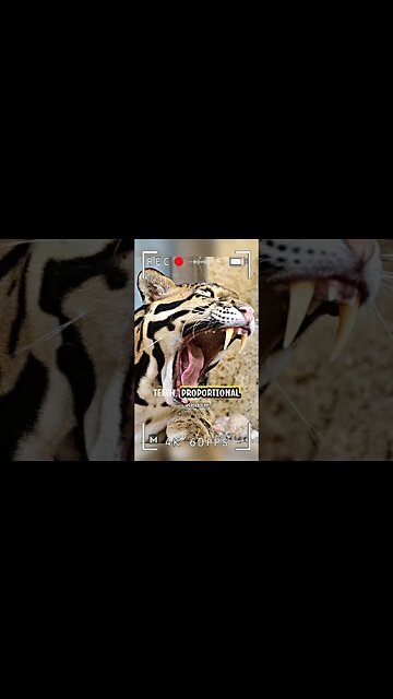 Clouded Leopard - Heartbreaking Reality of Poaching Threats