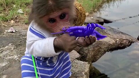 Happy baby monkey going koi fishing and making fried shrimp