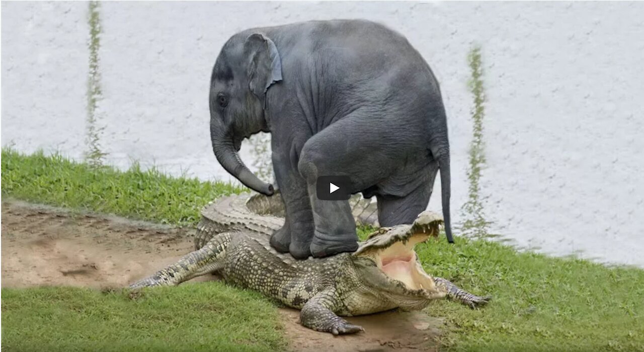 Amazing Elephant Save Baby Elephant From a Giant Crocodile Hunting