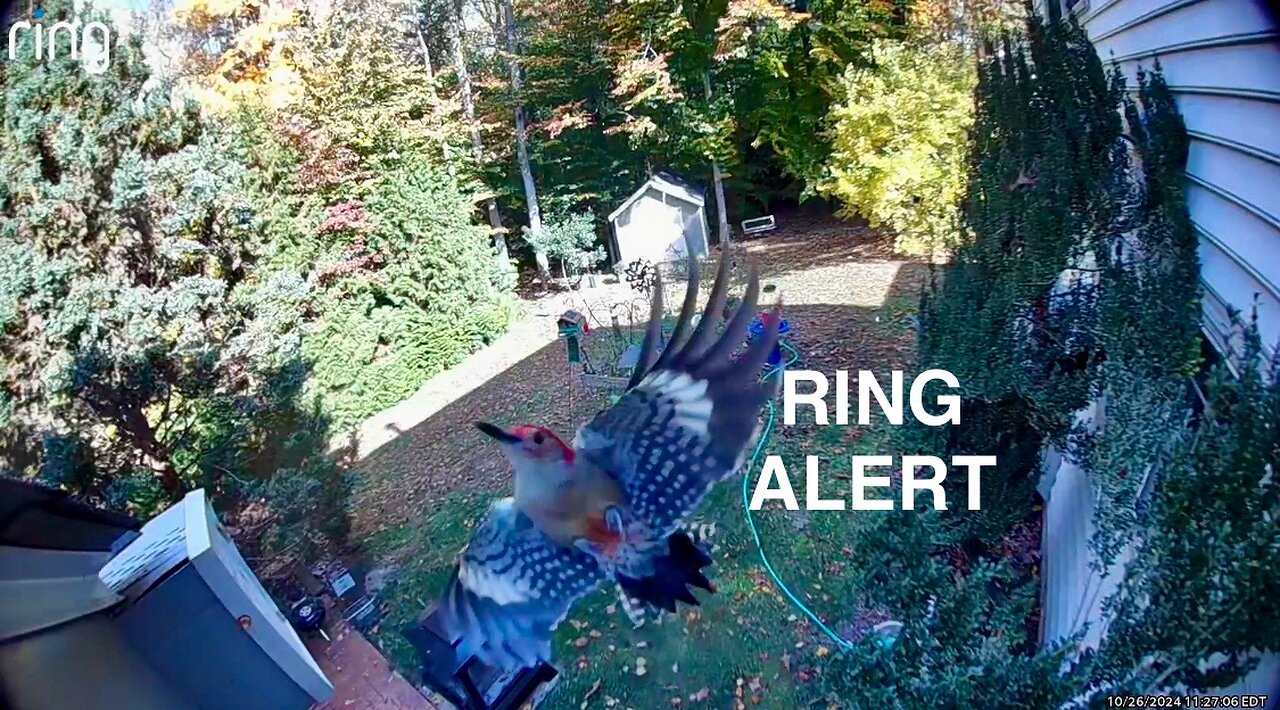 Unusual and Unexpected Ring Alerts Plus Backyard Critter Closeups