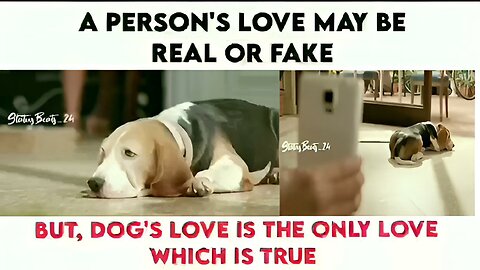 A Person's Love Maybe Real Or Fake But ,Dog's Love Is The Only Love Which Is True