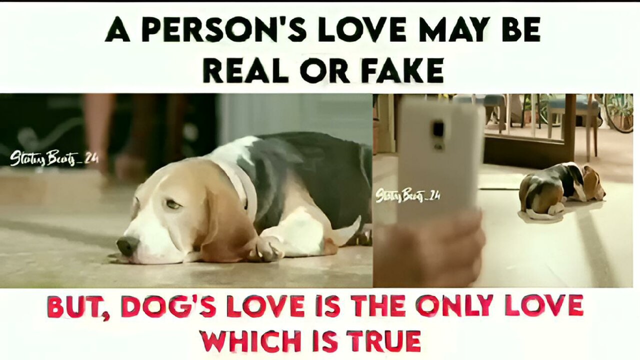 A Person's Love Maybe Real Or Fake But ,Dog's Love Is The Only Love Which Is True