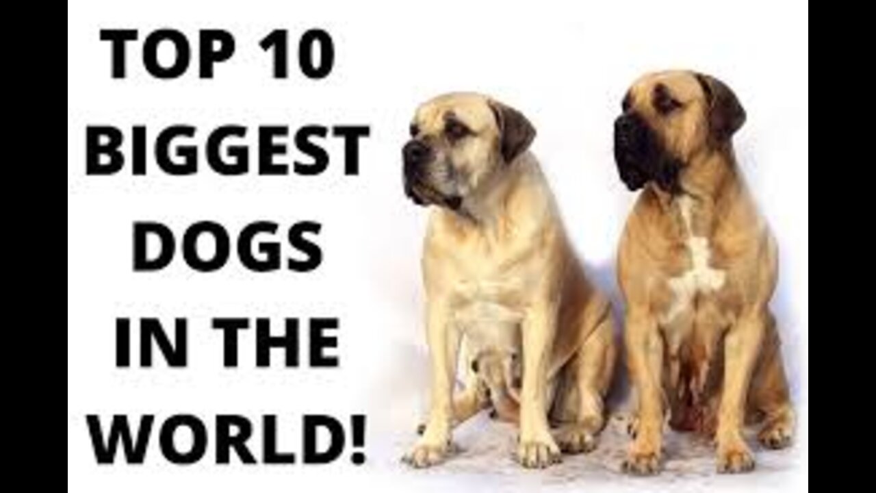 20 Largest Dogs in the World