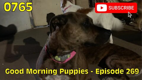 [0765] GOOD MORNING PUPPIES - EPISODE 269 [#dogs #doggos #doggies #puppies #dogdaycare]