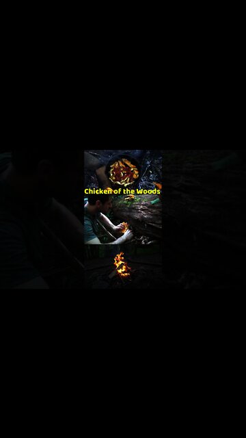 Chicken of the woods Mushroom. Wild edible mushroom cooked over a bushcraft fire. #shorts