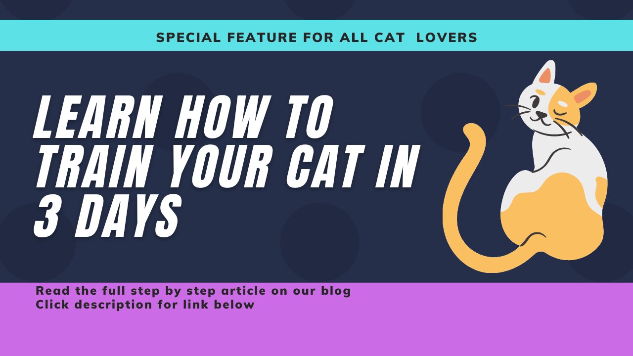 How to train your cat