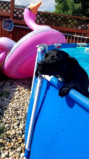 Pitbull First Swim ! Can He ?