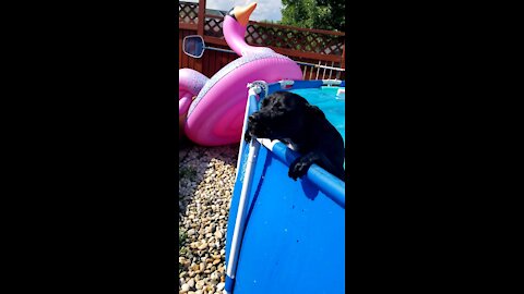 Pitbull First Swim ! Can He ?