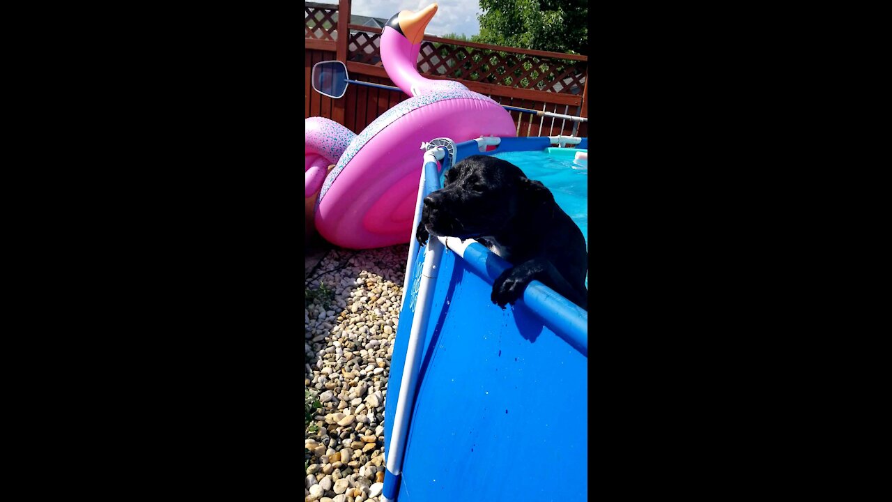 Pitbull First Swim ! Can He ?