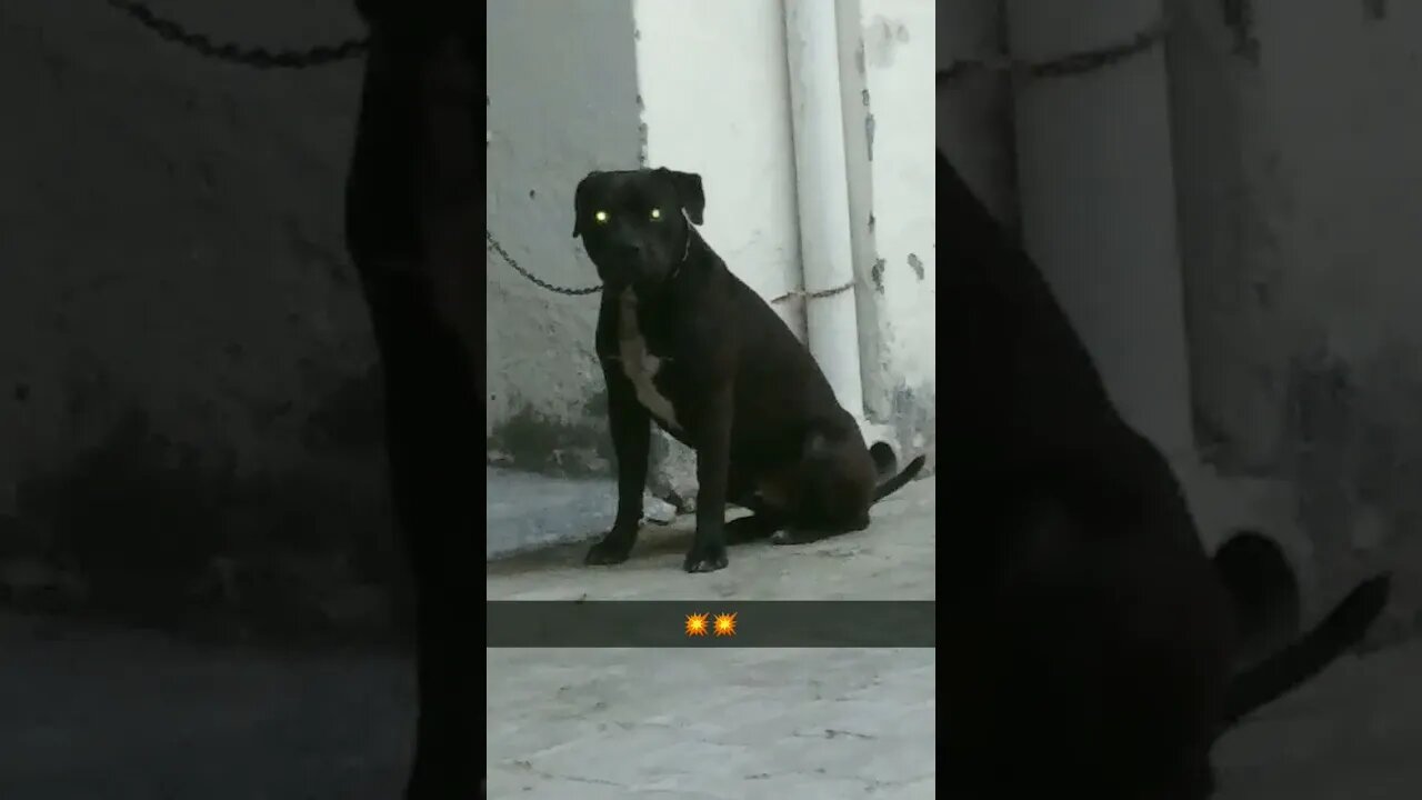 Kleshi dog #haryana #karnal #youtubeshorts #1ksubsciber #10kviews #pitbull