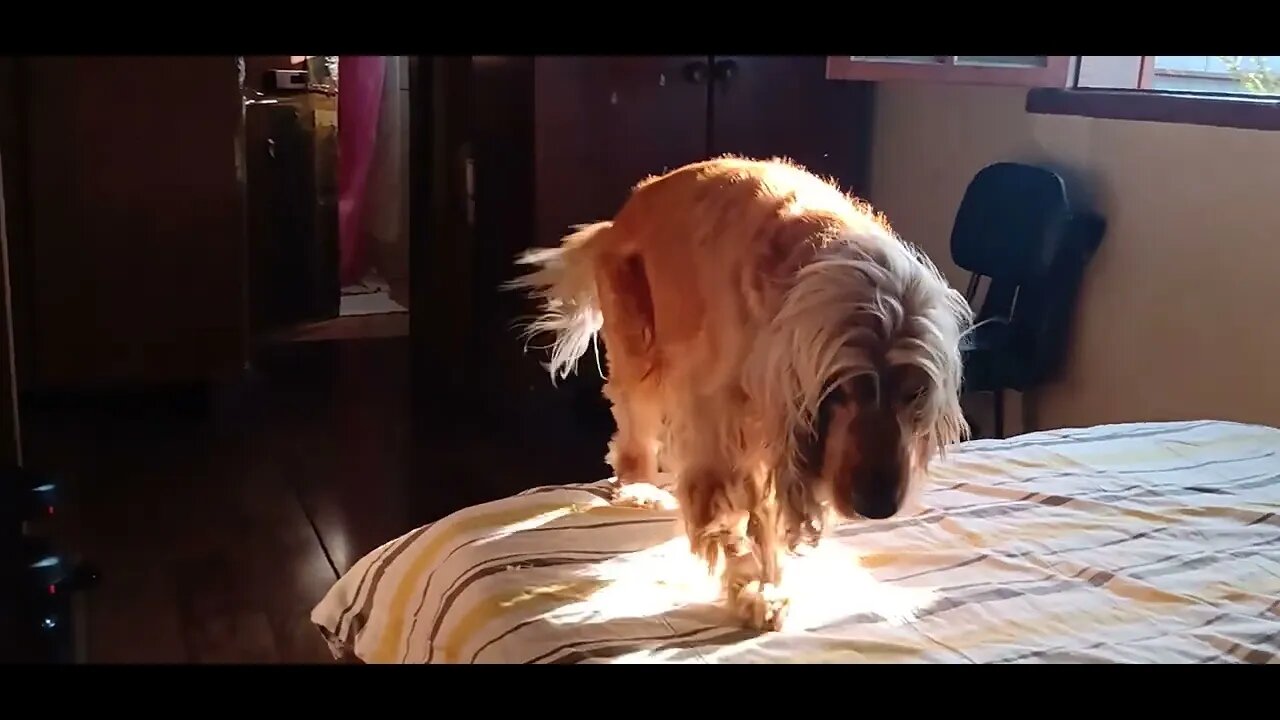 #dogshow ,#amimals , #dogs , #shorts