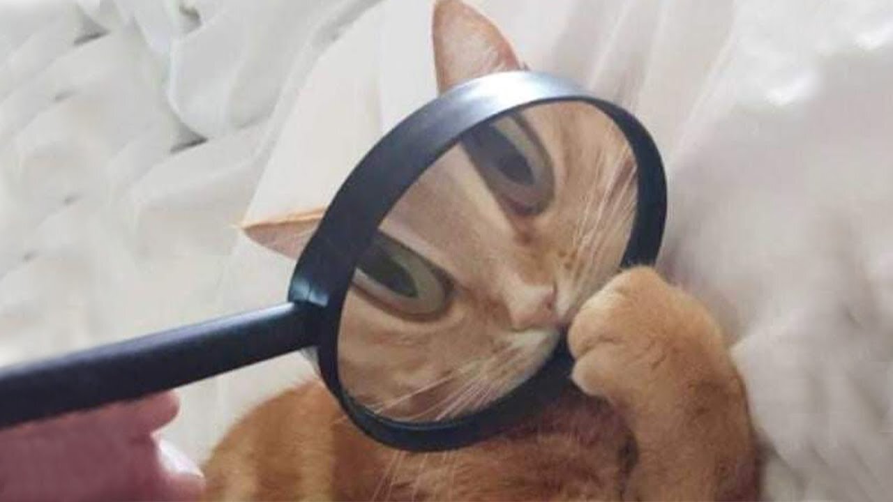 Funniest Cat videos compilation will make you LOL Funny and Cute Cats23 Life_1080p.mp4