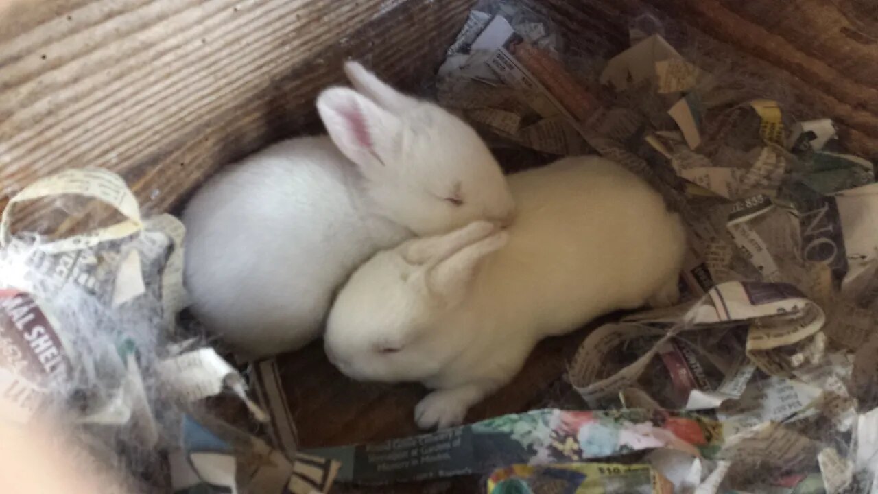 Raising Meat Rabbits: Old Does = Low Litter Count