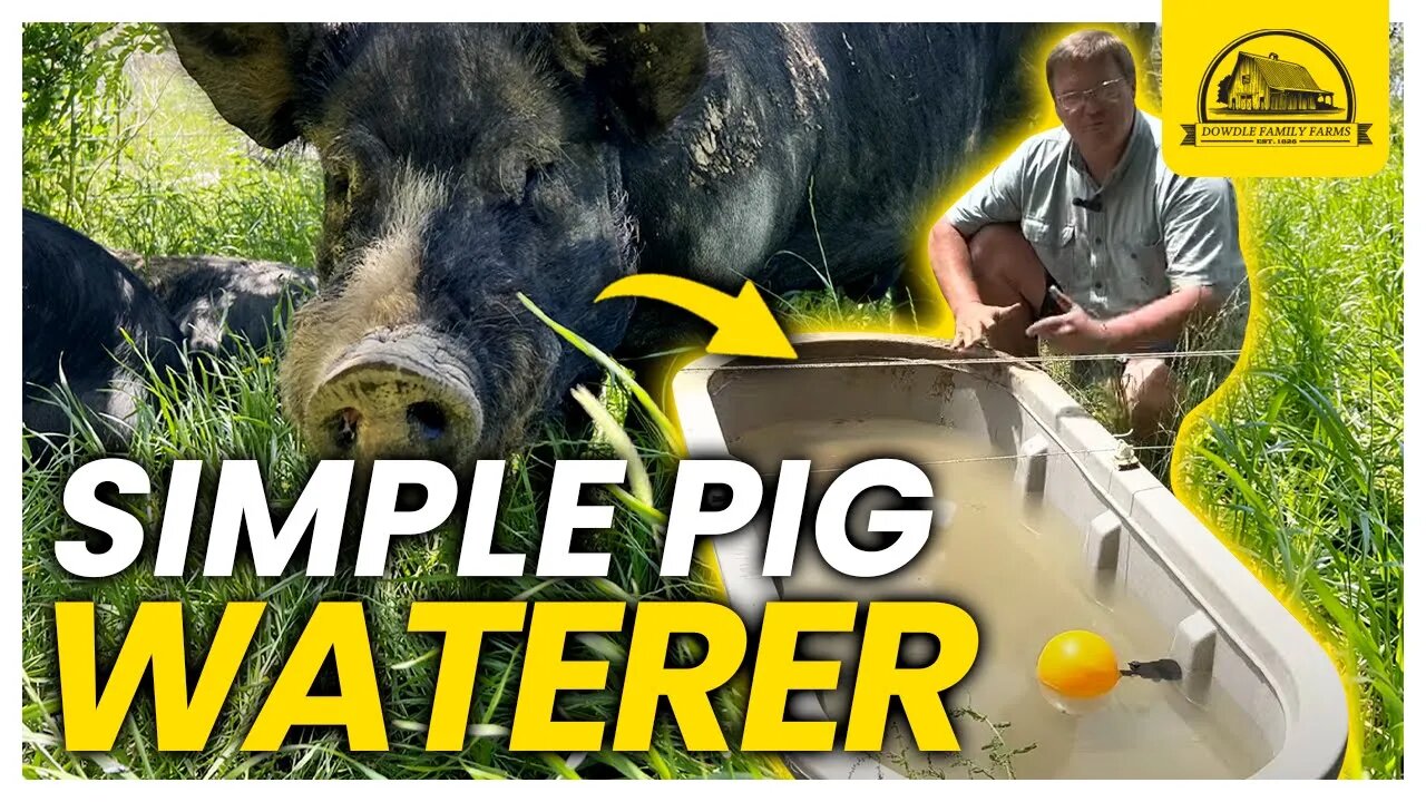 The Easy Pastured Pig Waterer with No Waste