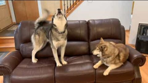 Three huskies terrified of one stuffed animal!