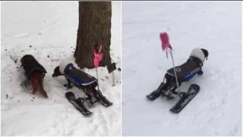 Paralytic dog gets her own skis