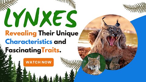 Lynxes, Revealing Their Unique Characteristics and Fascinating Traits.