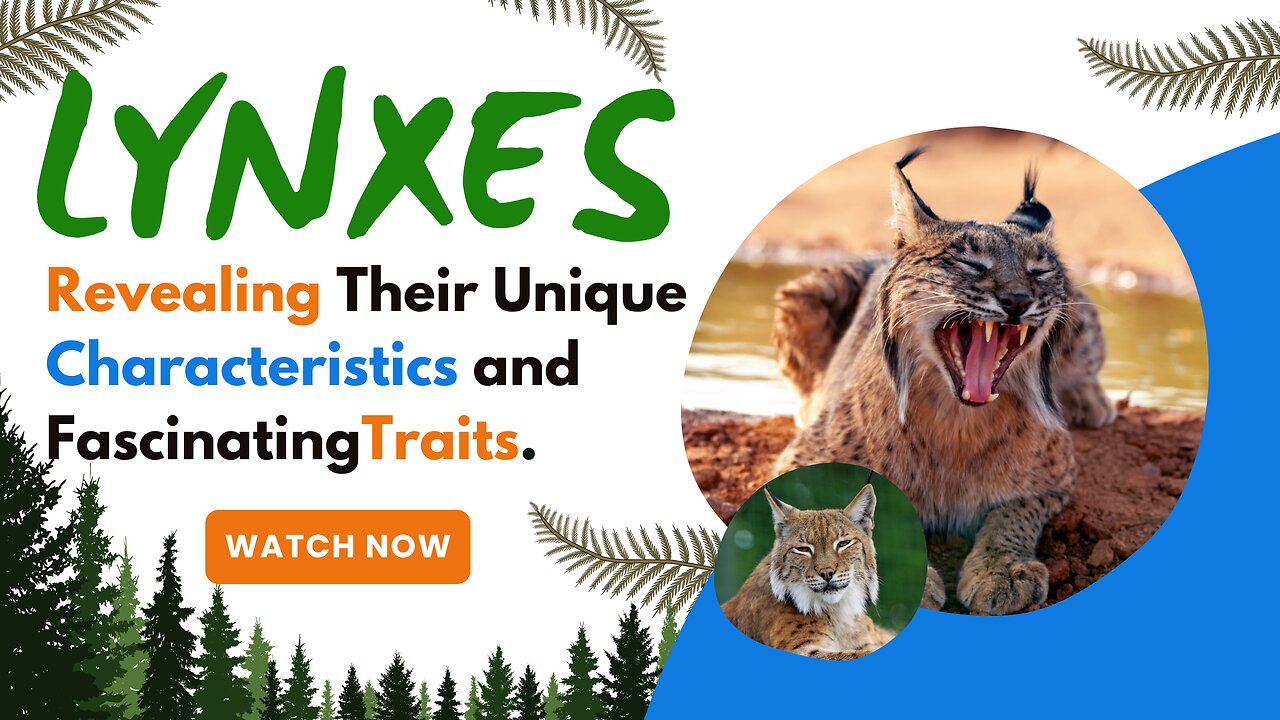 Lynxes, Revealing Their Unique Characteristics and Fascinating Traits.