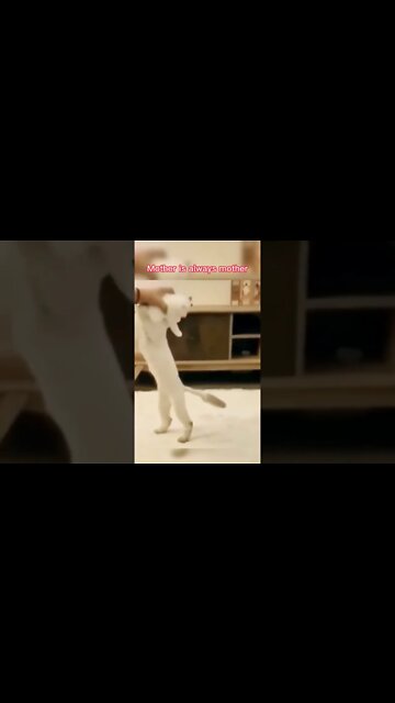 наши милые котики (4)