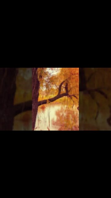 RELAXING MUSIC/DEEP SLEEP MUSIC/autumn ambience music #shorts