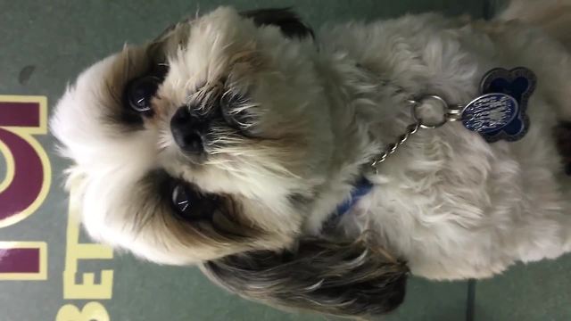 "Shih Tzu Is Adorably Jealous"