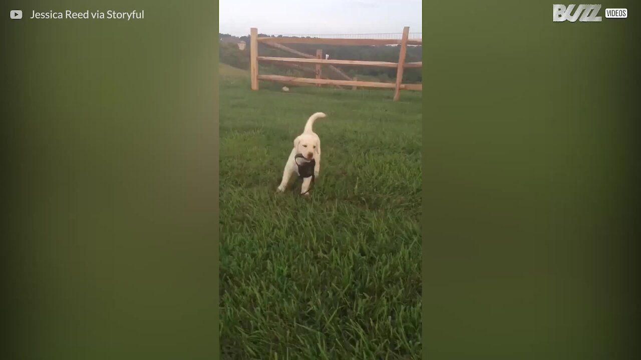 Cagnolina dimostra la sua indipendenza!