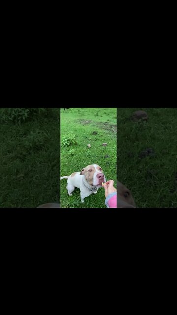 Young Dog's Recall: Henry's a good boy!