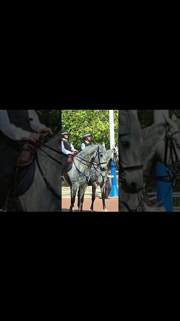 Met police horses pose for photo shoot #metpolice