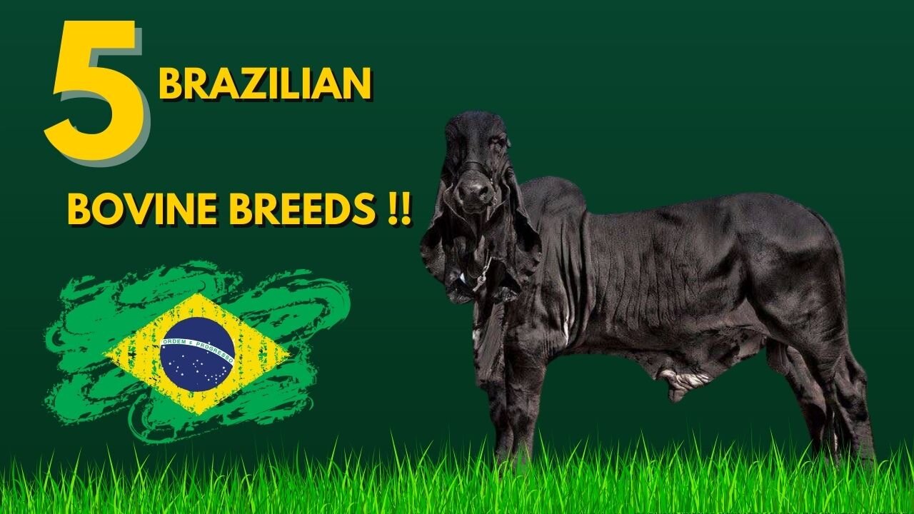 5 Brazilian bovine breeds!!