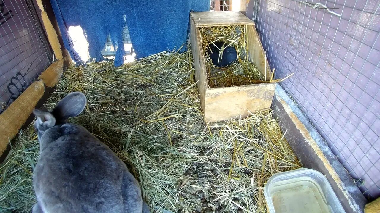 Mastering Technique and Physique: Squats for Rabbits