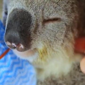 Cute Koalas Cool Down On Hot Day