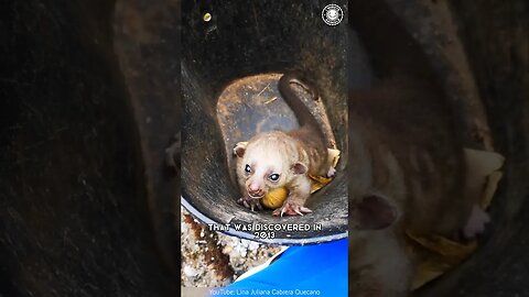 Olinguito 🐾 New Mammal Discovery!