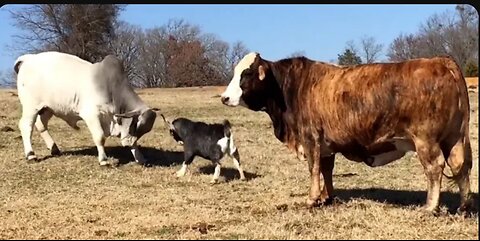 The Funniest farm animals 😂