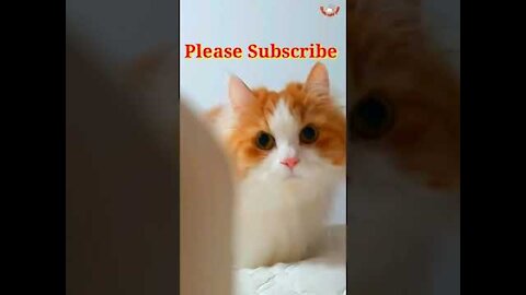 funny cats - try not to laugh - kudi ki taka ti kulikitaka ta - funny cats compilation - #short