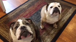 Bulldog clearly not a fan of owner's singing